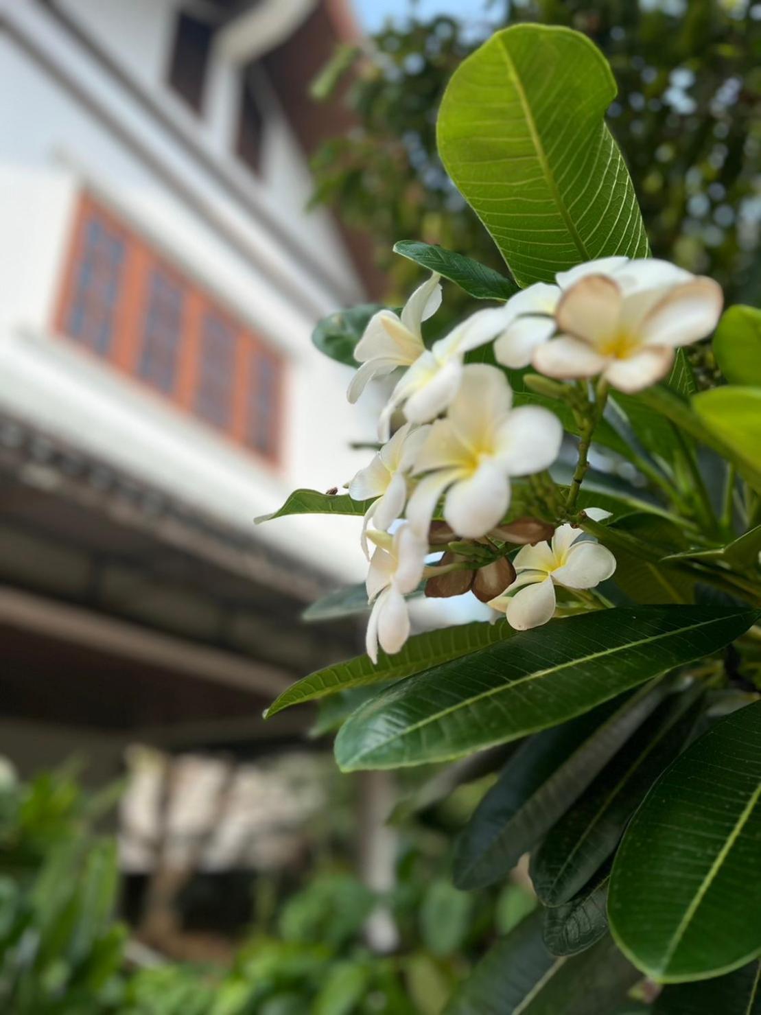 The Royal Shilton Resort Chiang Mai Esterno foto